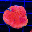 Diablo Diaseris Plate Coral
