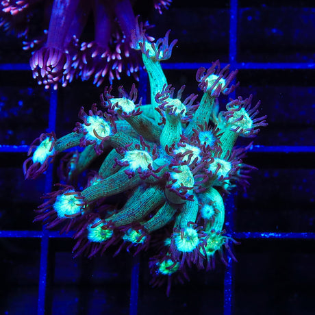 TSA Monsters Inc Goniopora Coral