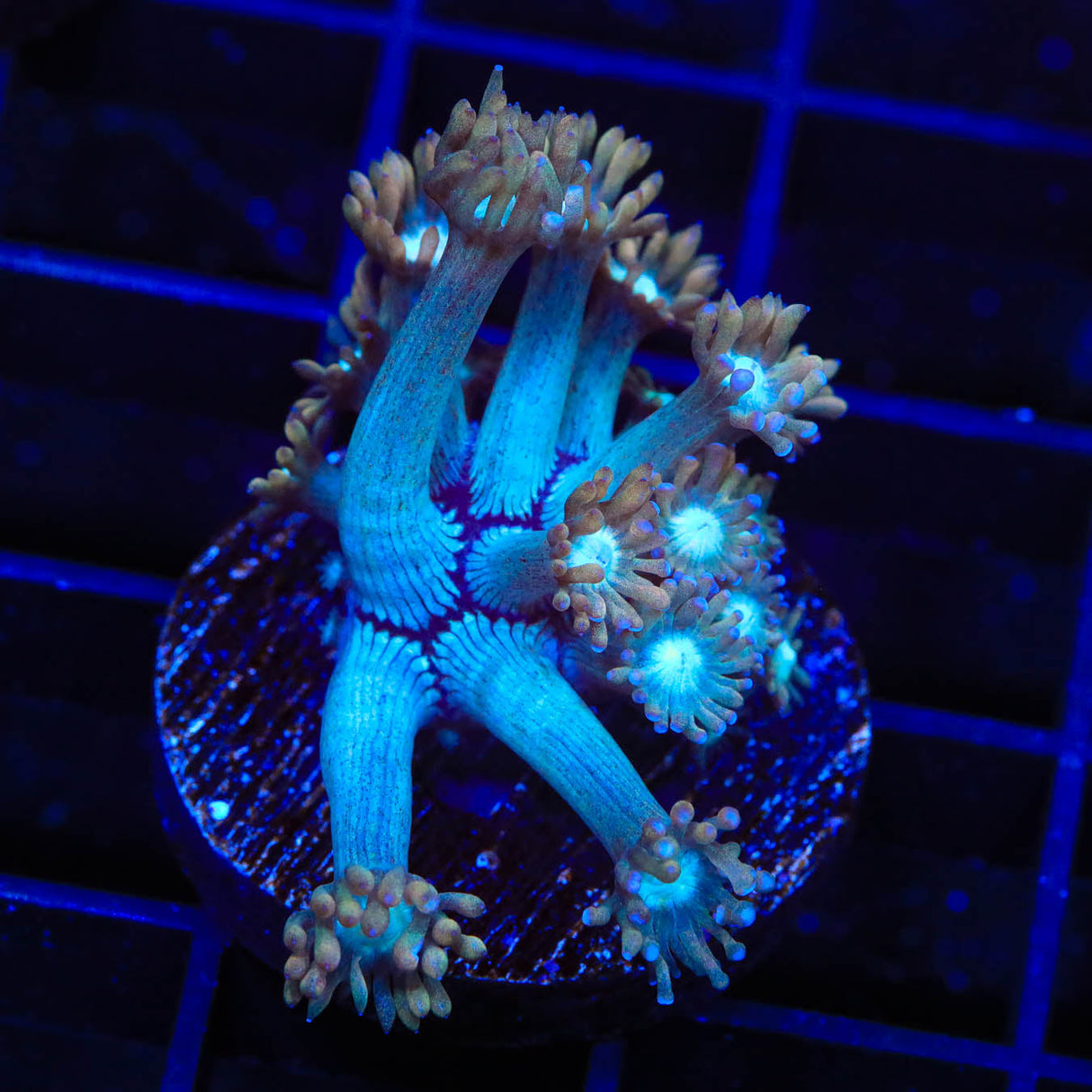 TSA Genie Goniopora Coral - Top Shelf Aquatics