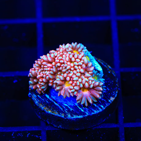 TSA Hot Ember Goniopora Coral