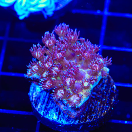 TSA Flicker Goniopora Coral