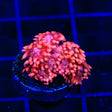 TSA Pink Diamond Goniopora Coral