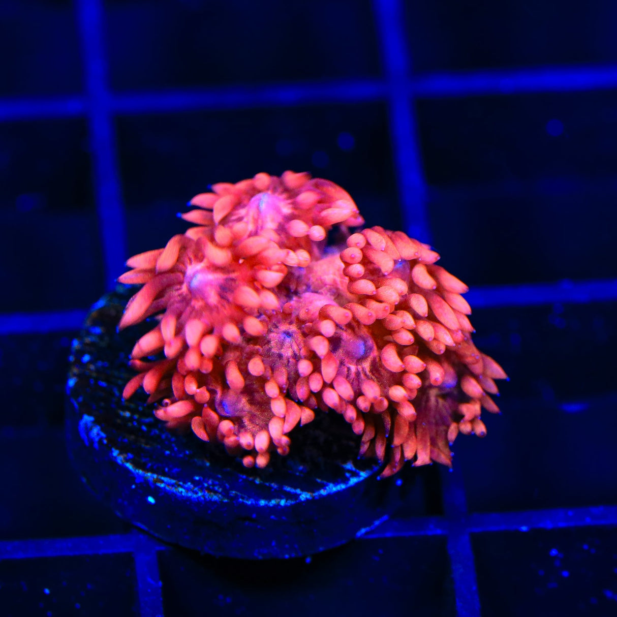 TSA Pink Diamond Goniopora Coral