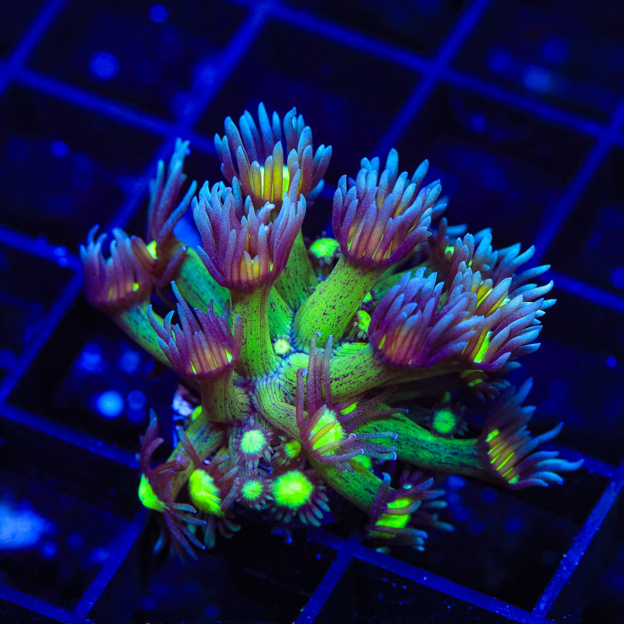 TSA Sparkle Goniopora Coral