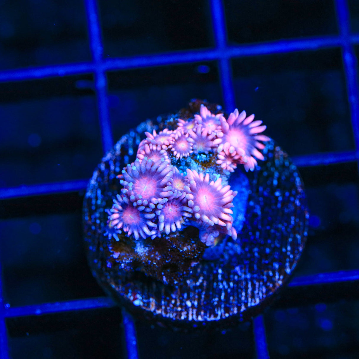 TSA Pink Goniopora Coral