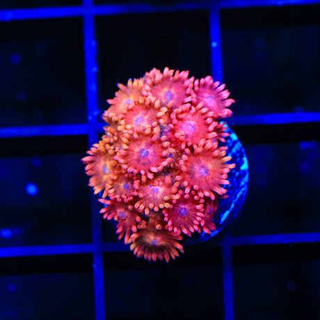 TSA Cotton Candy Goniopora Coral