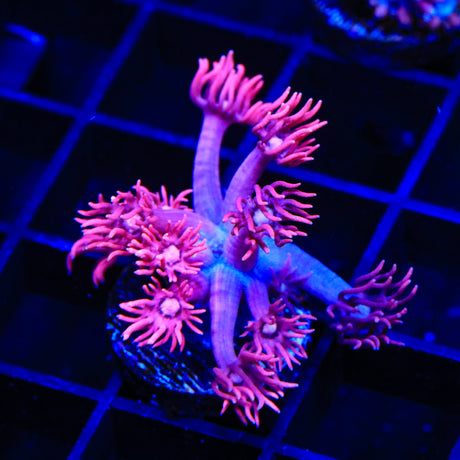 TSA Alice in Wonderland Goniopora Coral