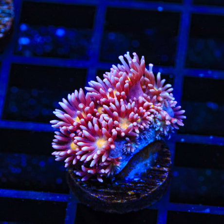 TSA Hot Ember Goniopora Coral