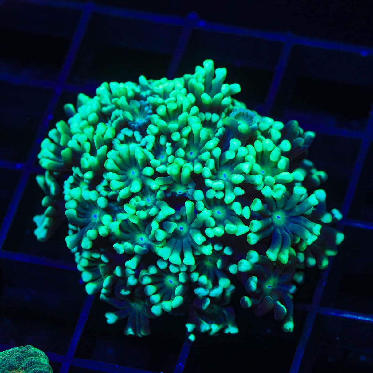 Highlighter Alveopora Coral - Top Shelf Aquatics