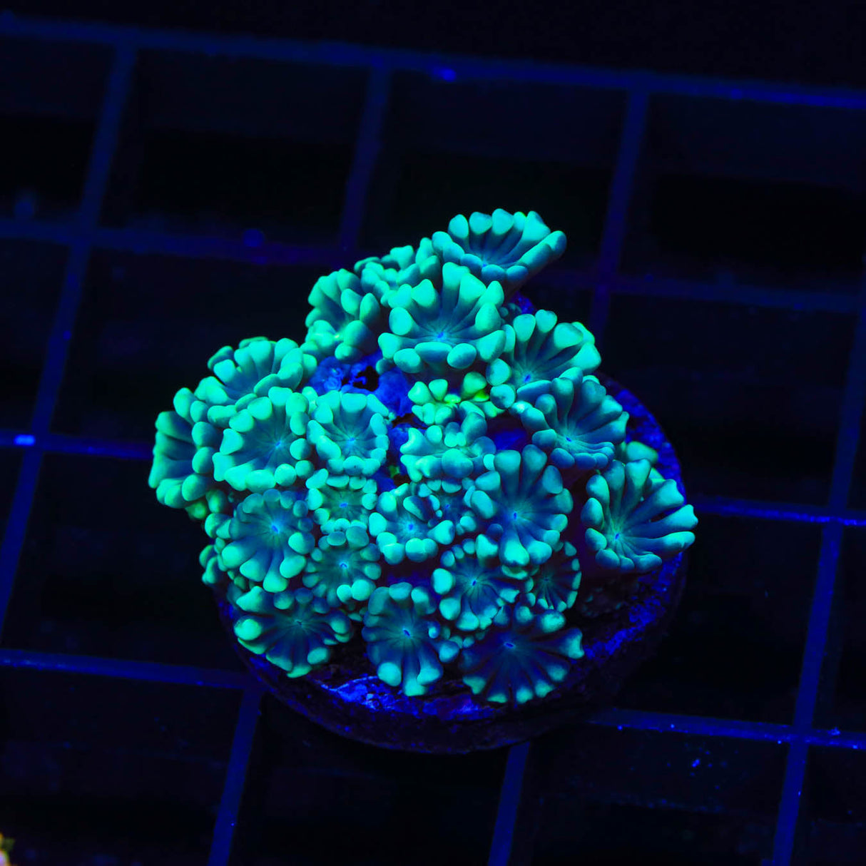 Highlighter Alveopora Coral - Top Shelf Aquatics