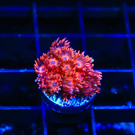 ORA Cherry Red Goniopora Coral