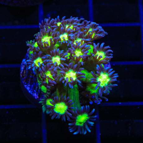 TSA Sparkle Goniopora Coral