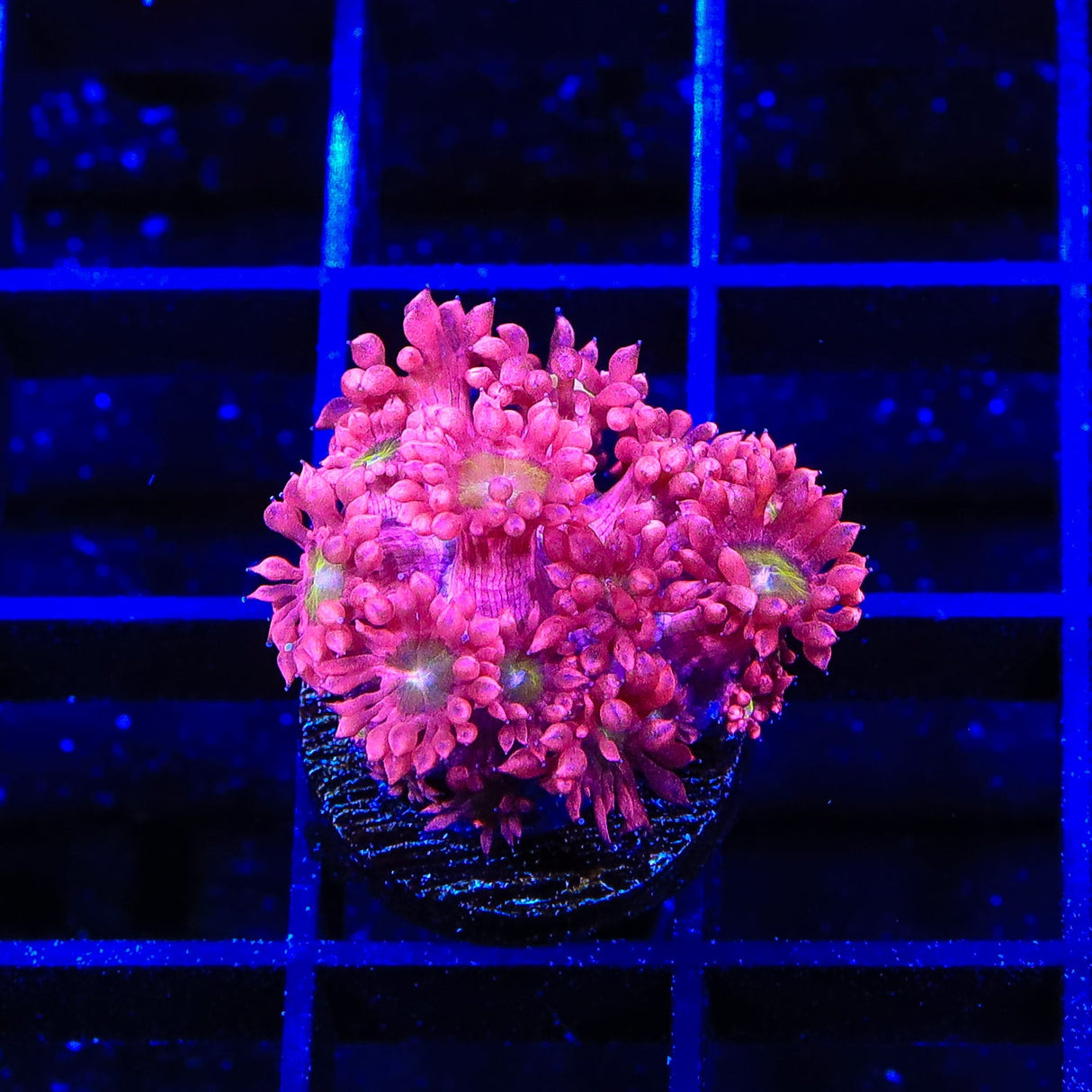 TSA Barbie Party Goniopora Coral