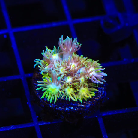 TSA Sour Tsunami Goniopora Coral