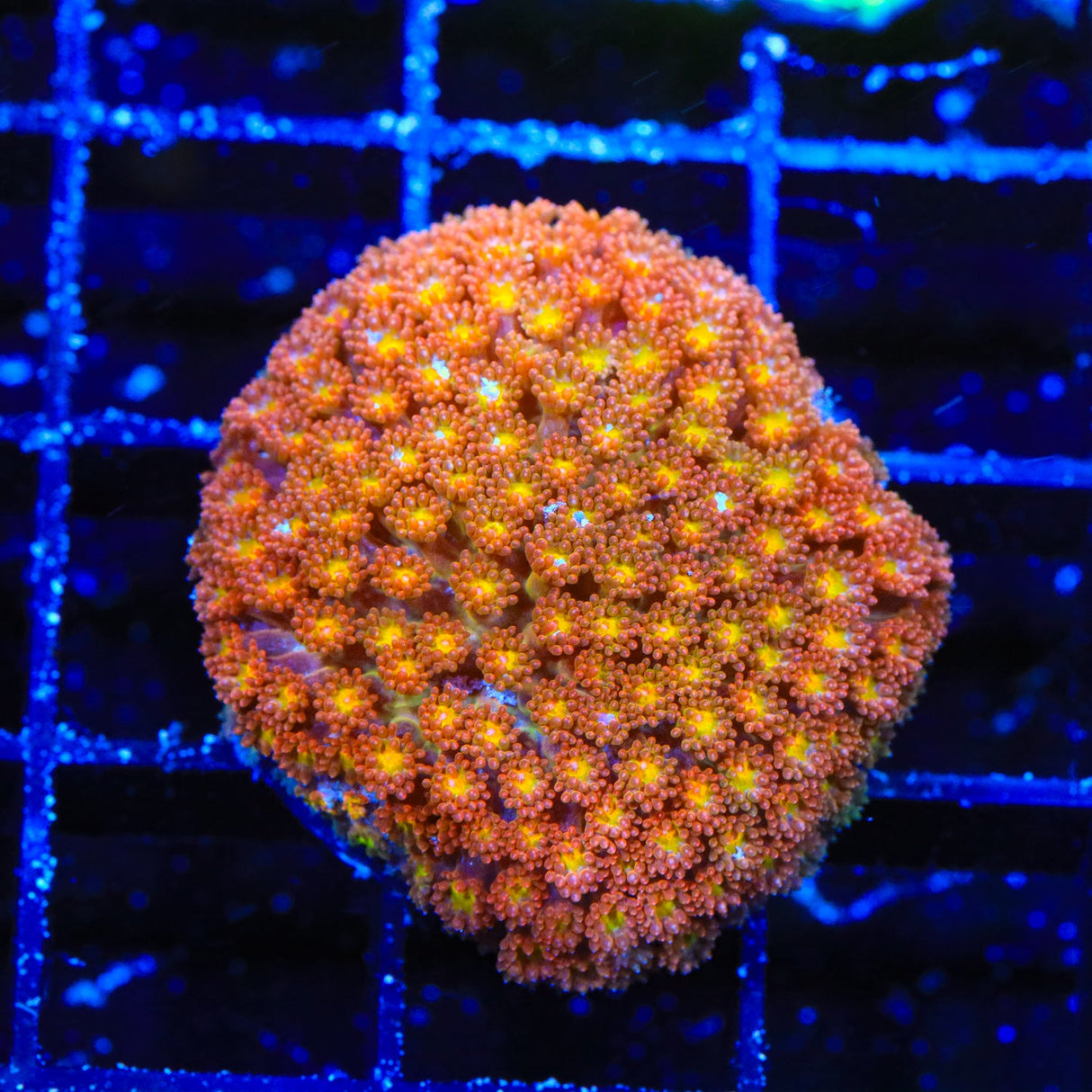 TSA Reese's Pieces Goniopora Coral