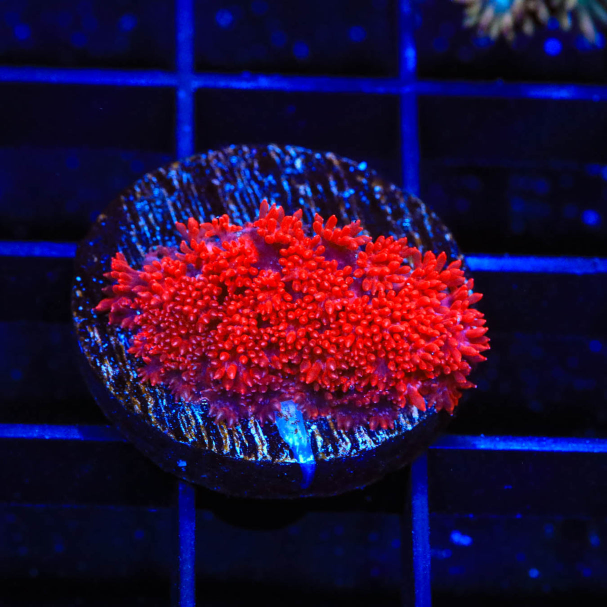Red Hot Goniopora Coral - Top Shelf Aquatics