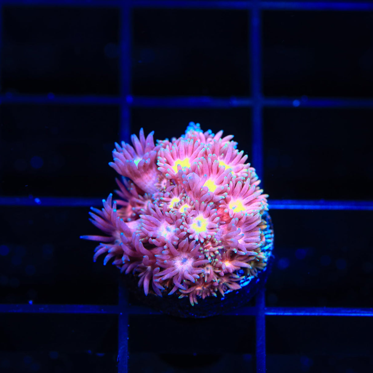 TSA Daisy Goniopora Coral