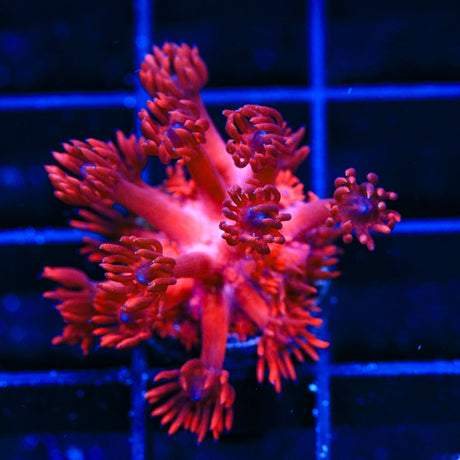 ORA Cherry Red Goniopora Coral