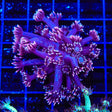 TSA Plum Crazy Goniopora Coral