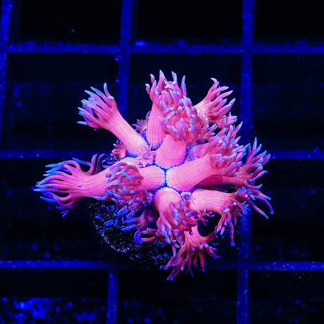 TSA Barbie World Goniopora Coral