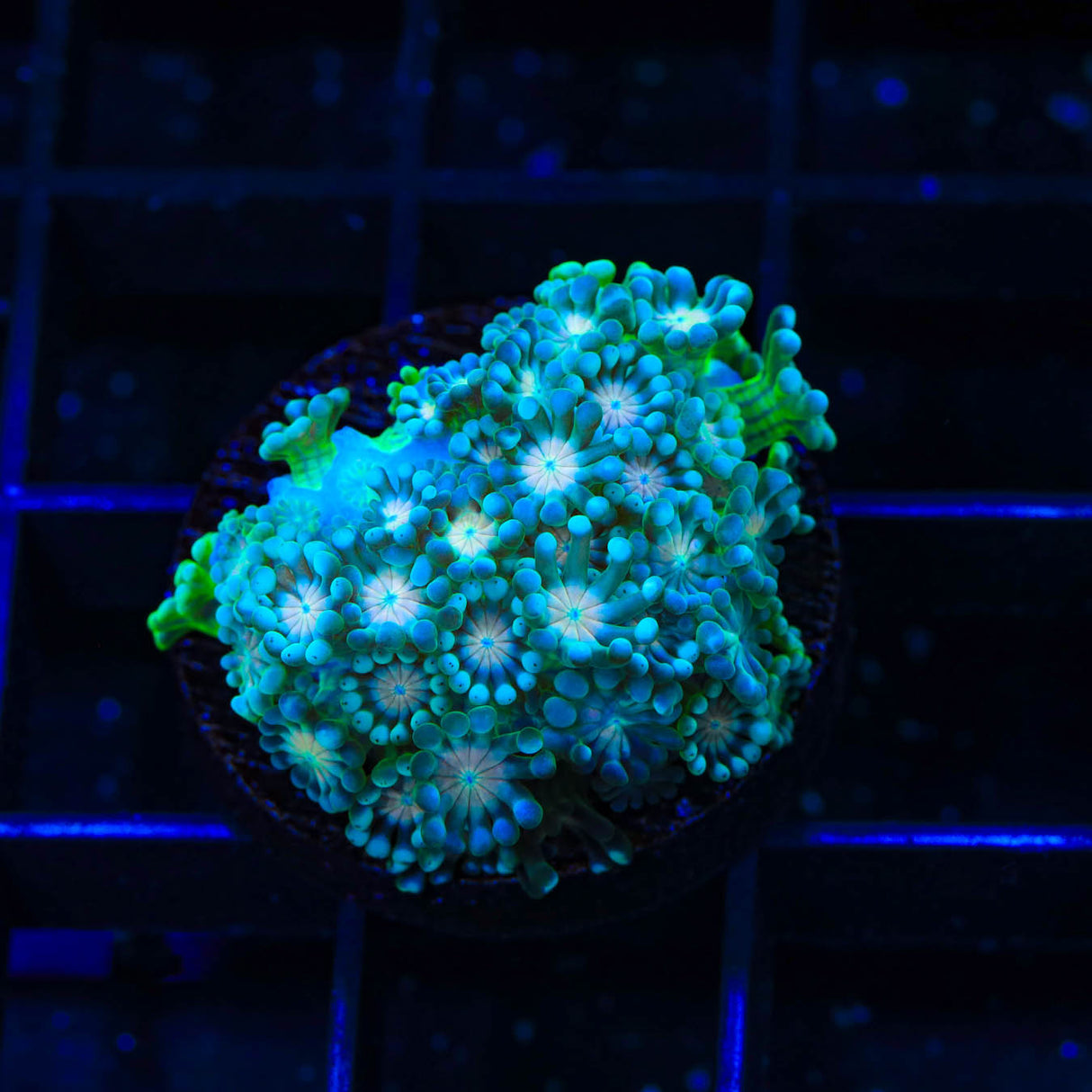 TSA Metallic Goniopora Coral - Top Shelf Aquatics