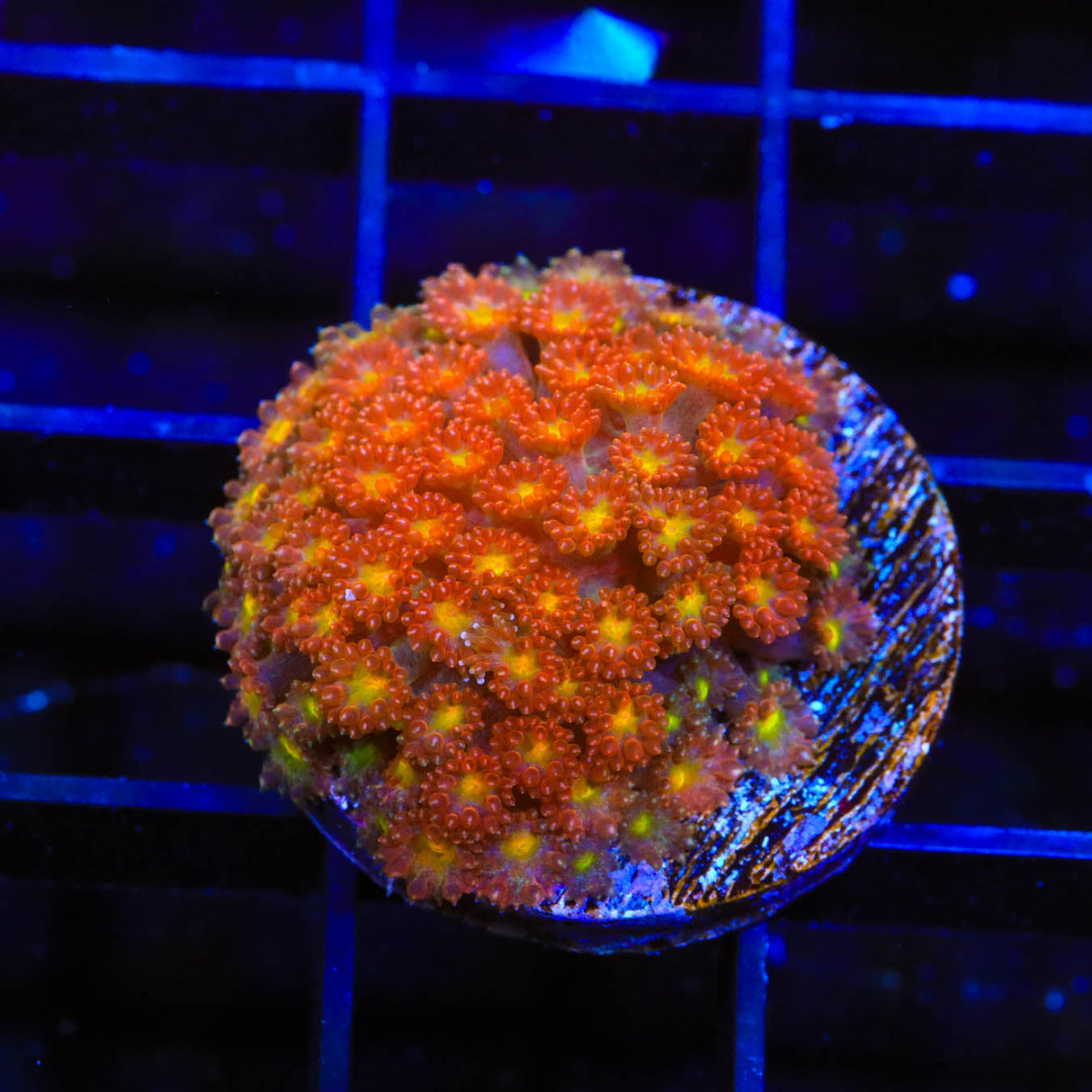 TSA Pumpkin Spice Goniopora Coral - Top Shelf Aquatics
