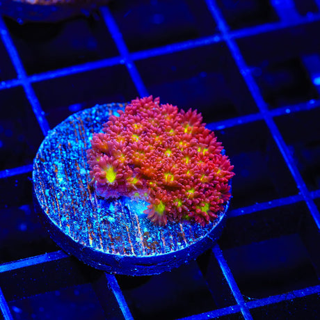 TSA Raspberry Limeade Goniopora Coral