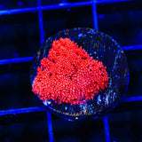 TSA Red Hot Goniopora Coral