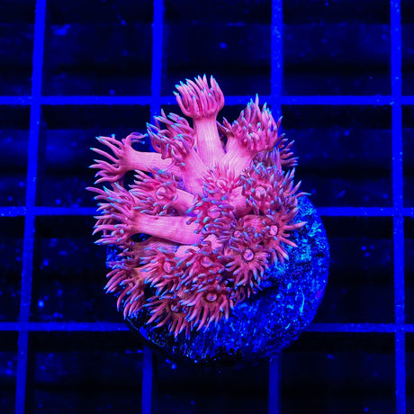 TSA Barbie World Goniopora Coral