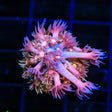 TSA Party City Goniopora Coral