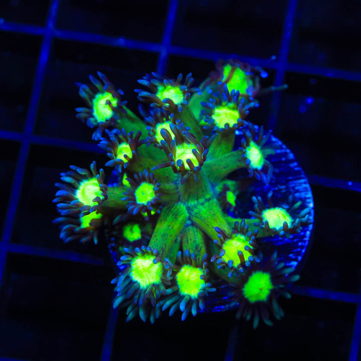 TSA Sparkle Goniopora Coral - Top Shelf Aquatics