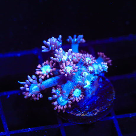 TSA Alice in Wonderland Alveopora Coral