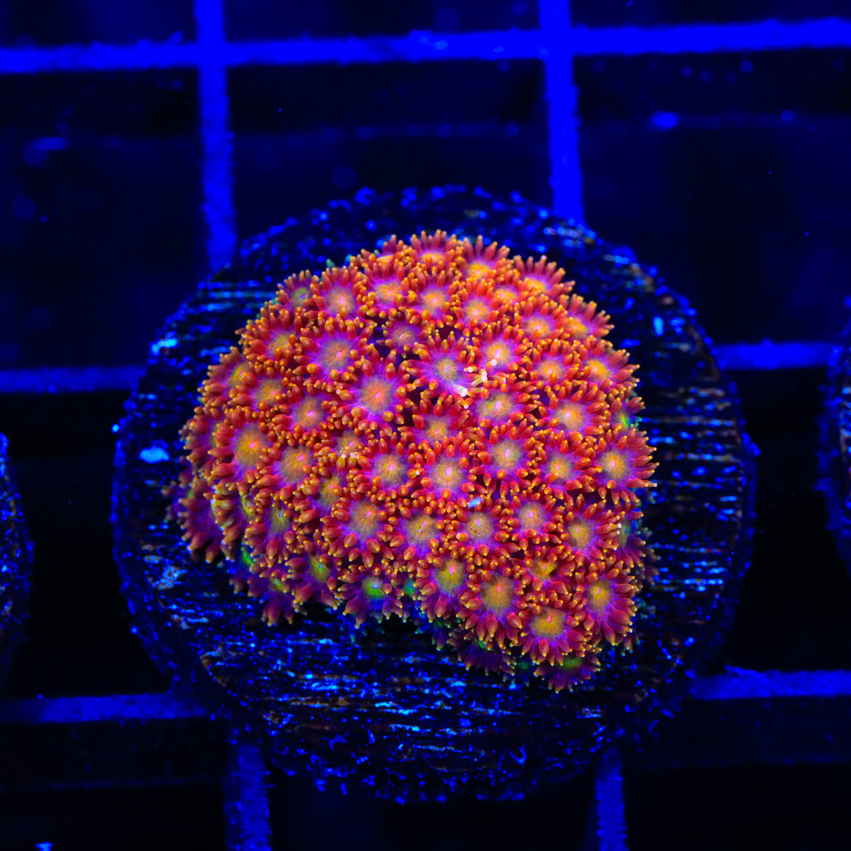 TSA Starburst Goniopora Coral - Top Shelf Aquatics