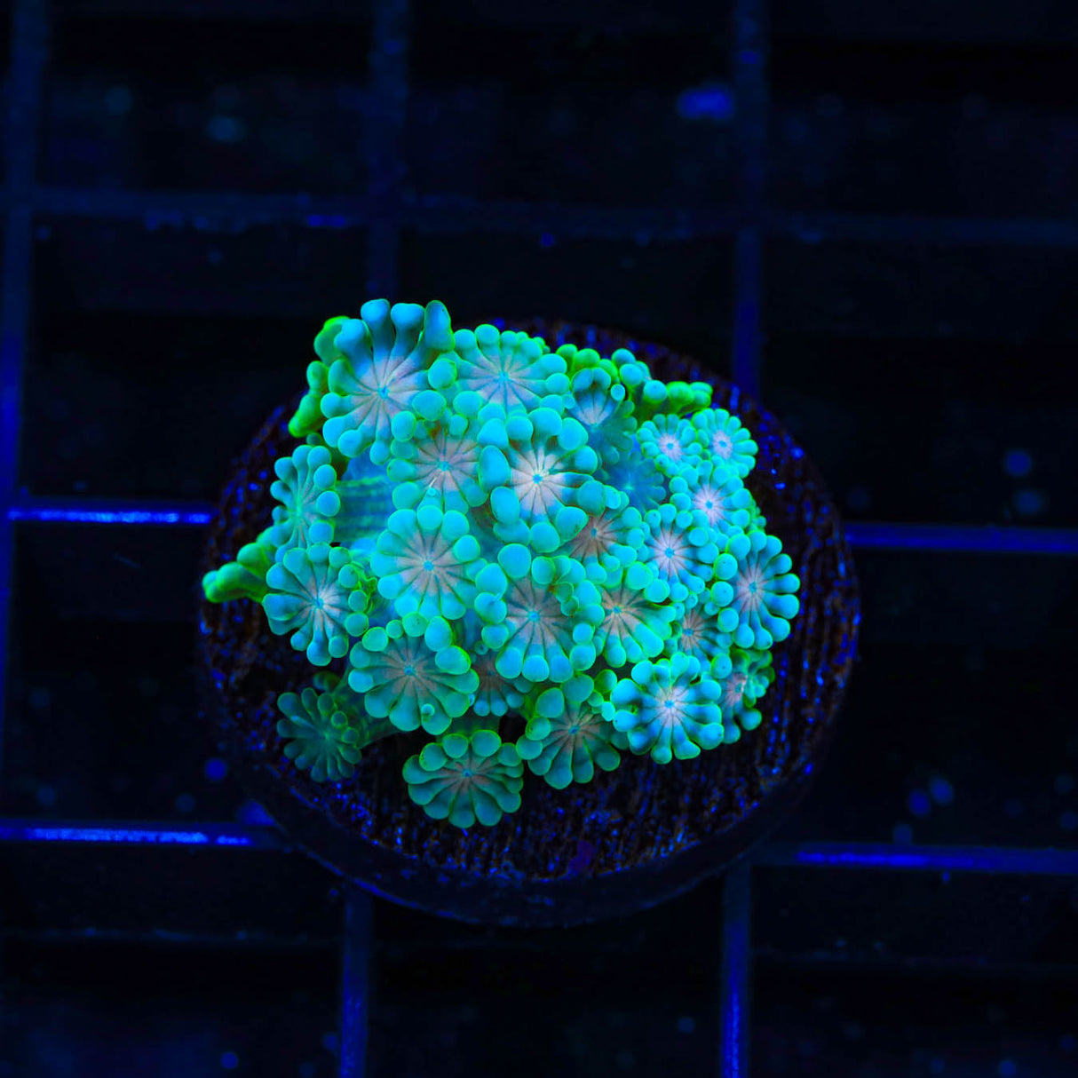 TSA Metallic Goniopora Coral - Top Shelf Aquatics