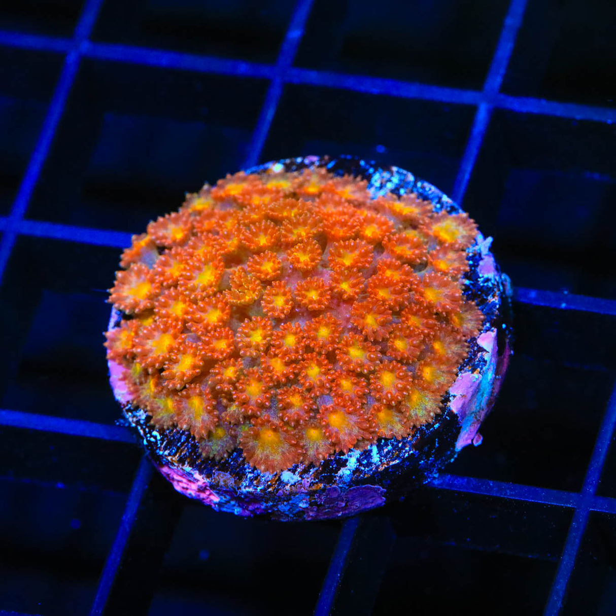 TSA Pumpkin Spice Goniopora Coral - Top Shelf Aquatics