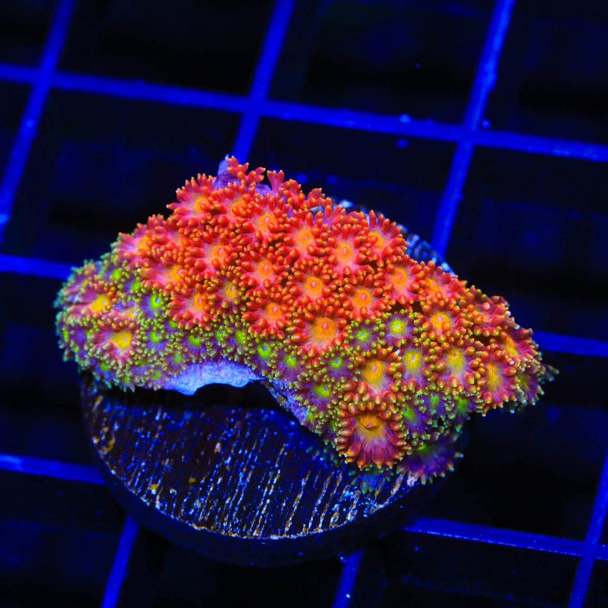 TSA Pop Rockz Goniopora Coral - Top Shelf Aquatics