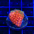 TSA Pop Rockz Goniopora Coral - Top Shelf Aquatics