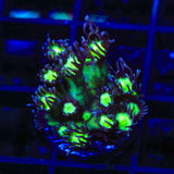 TSA Sparkle Goniopora Coral