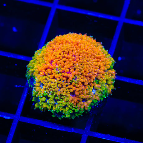 TSA Spearmint Candy Alveopora Coral