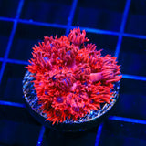 ORA Cherry Red Goniopora Coral