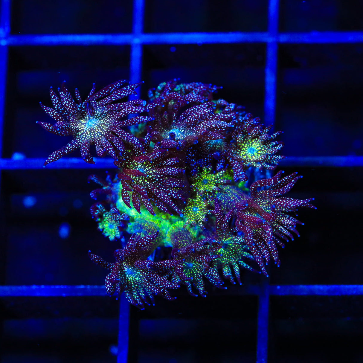 Glitter Bomb Goniopora Coral