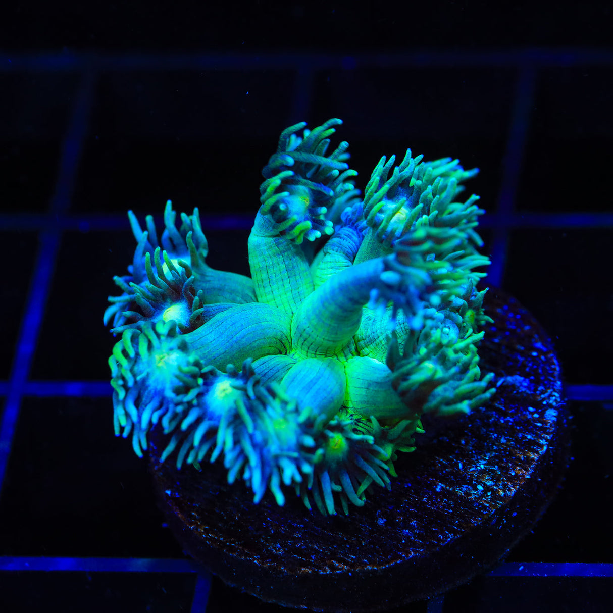 TSA Star Gazer Goniopora Coral – Top Shelf Aquatics