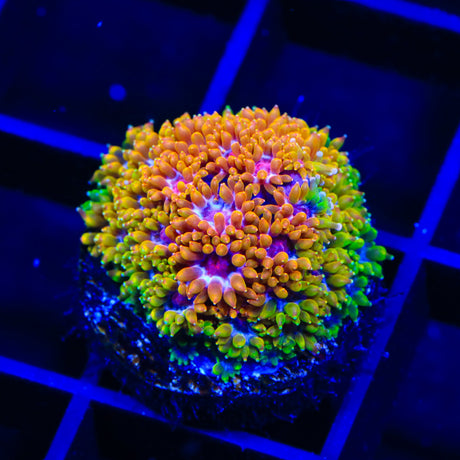 Armor of God Zoanthids Coral