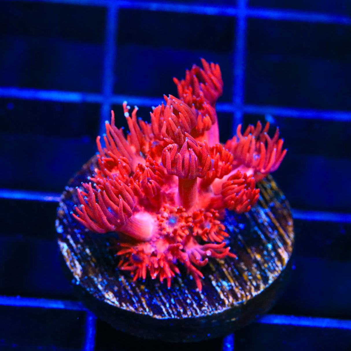 ORA Cherry Red Goniopora Coral
