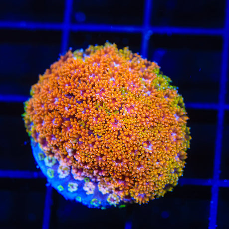 TSA Laffy Taffy Goniopora Coral