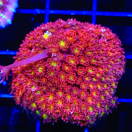 TSA Raspberry Limeade Goniopora Coral