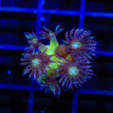 Glitter Blomb Goniopora Coral