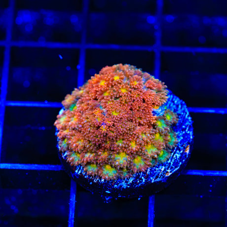 TSA Sugar Mama Goniopora Coral