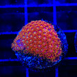 TSA Starburst Goniopora Coral - Top Shelf Aquatics