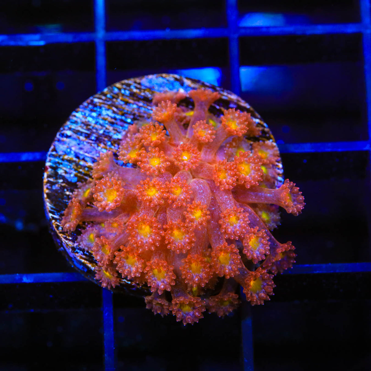 TSA Pumpkin Spice Goniopora Coral